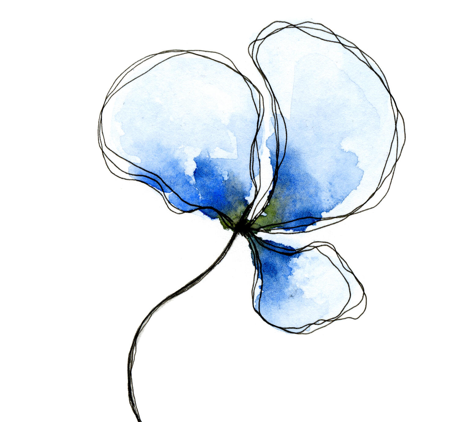 Bild Gentiana