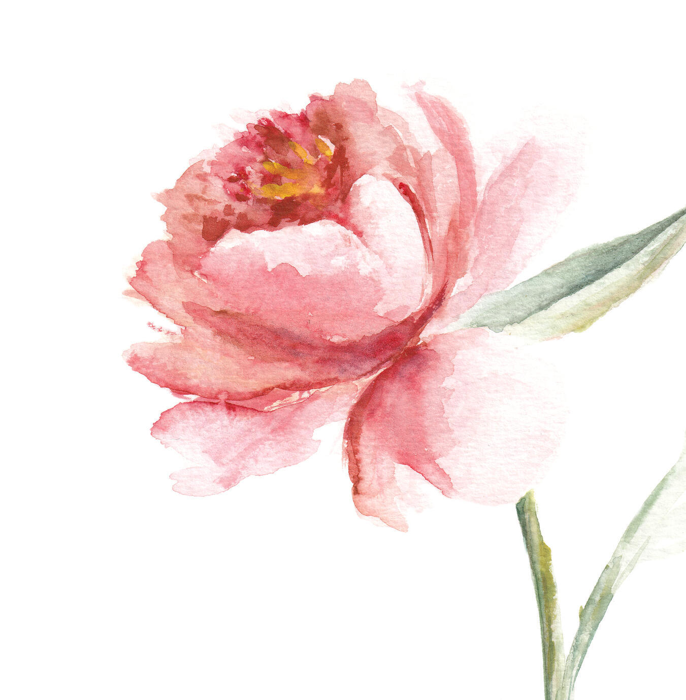 Bild Paeonia