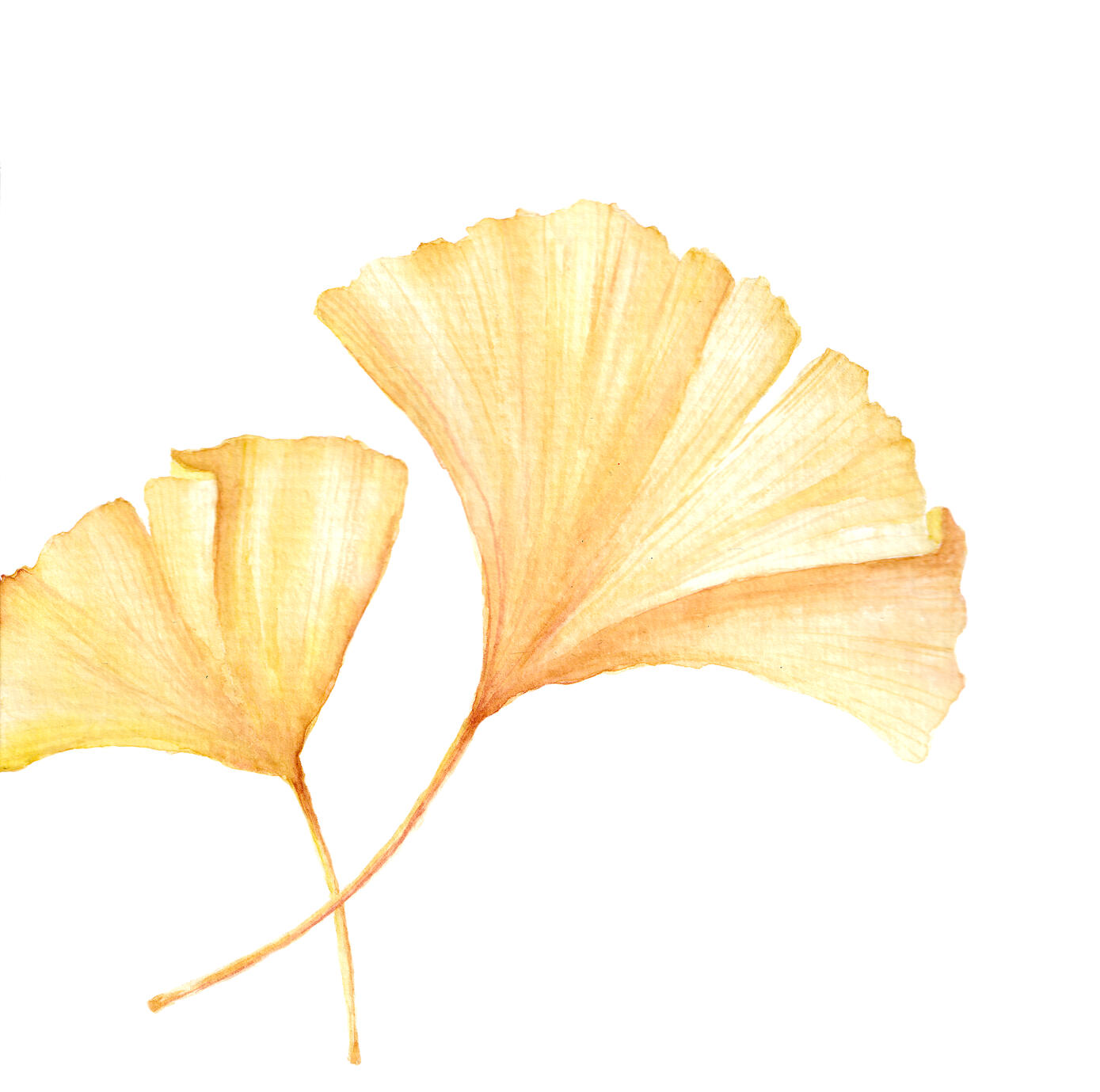 Bild Gingko gelb