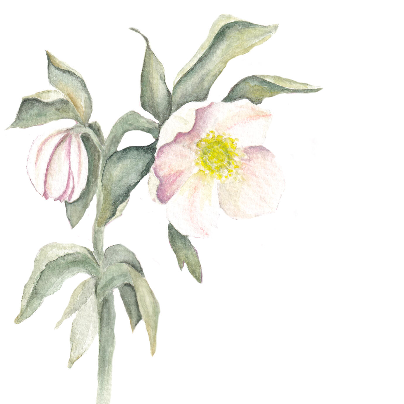 Bild Christrose
