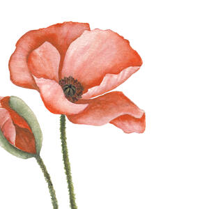 Mohn