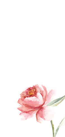 Paeonia _LK