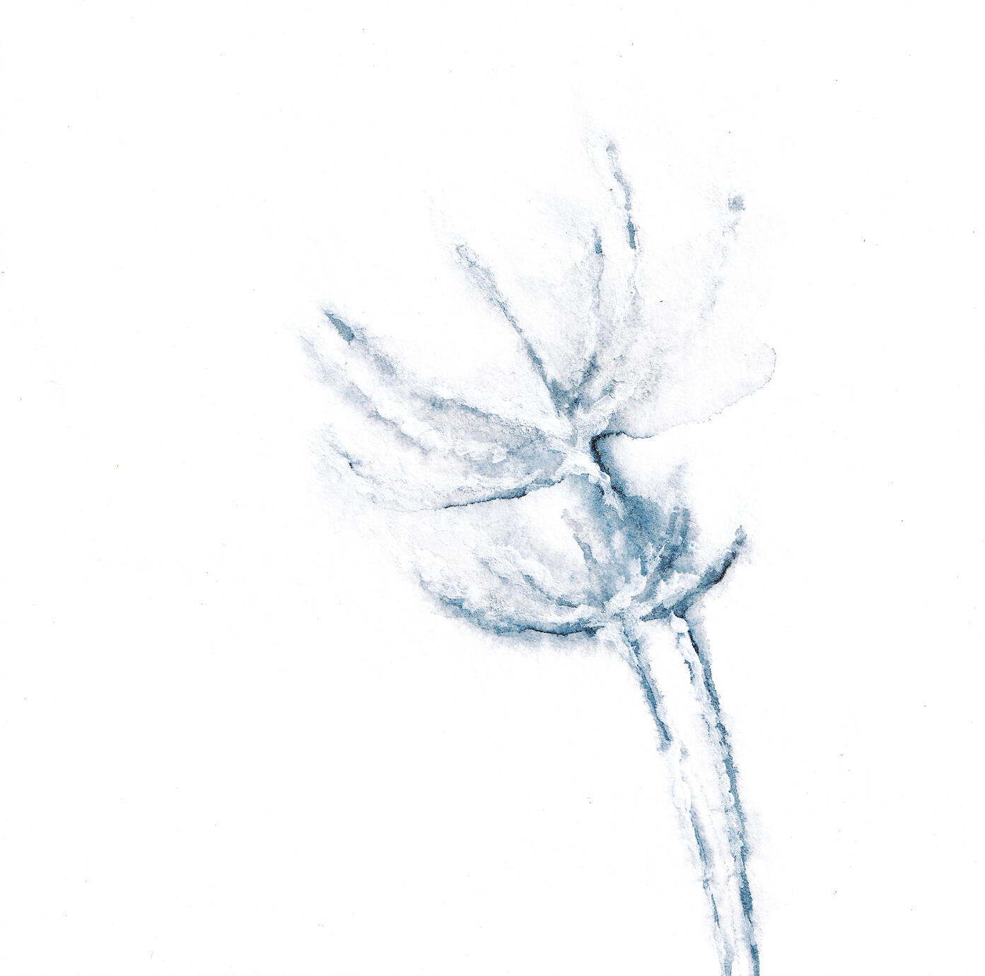 Bild Eisblume
