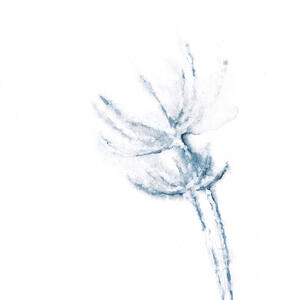 Eisblume
